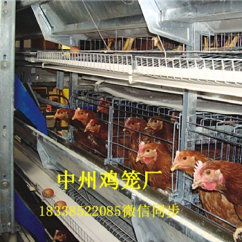 江蘇雞籠廠小型層疊蛋雞籠階梯式雞籠全自動清糞機設(shè)備
