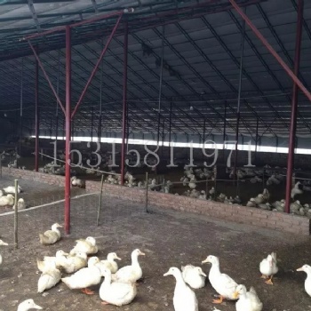養(yǎng)殖大棚 畜牧溫室保溫棚 養(yǎng)殖大棚建造 大棚骨架