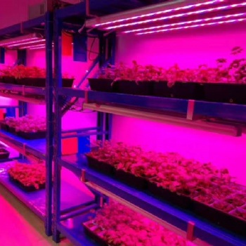 新款LED植物燈 多肉蔬菜 室內(nèi)大型種植補光
