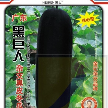黑巨人雜交黑皮冬瓜種子308