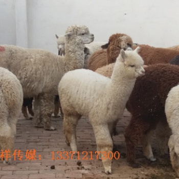 萌寵出租動物展覽萌寵租賃