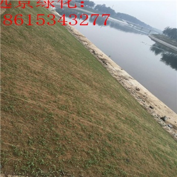 植物纖維毯護坡 植生毯礦山復綠 生態袋鋪設標準 植生毯質量好