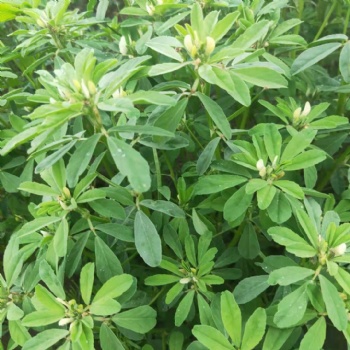 葫蘆巴** 15:1 寧夏種植基地 葫蘆巴粉 葫蘆巴速溶粉