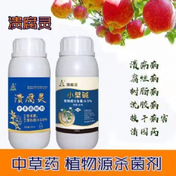 紅心火龍果潰瘍病腐爛病的治療專治潰腐靈吡唑醚菌酯
