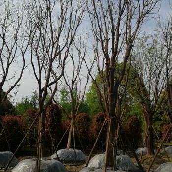 成都國槐基地成都國槐價格
