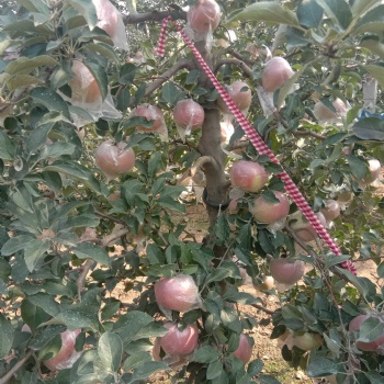 矮化，柱狀蘋果苗，煙富0，煙富3，煙富8，黑蘋果苗，紅肉蘋果苗
