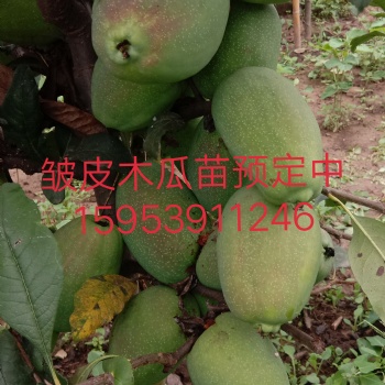皺皮木瓜苗，光皮木瓜苗，木瓜海棠，木瓜種子，木瓜干