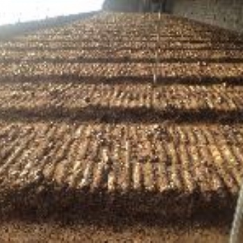青島益菇園大球蓋菌種赤松茸松茸批發零售免費提供技術指導