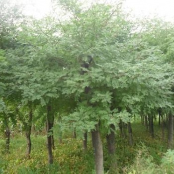 成都皂莢大型苗木基地