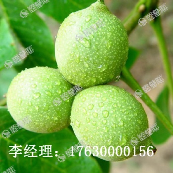 諾普琳核桃根補精華能讓核桃增產30％
