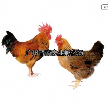 廣東新陂麻雞簡介 土雞孵化場 快大雞苗 快速品種養(yǎng)肉雞