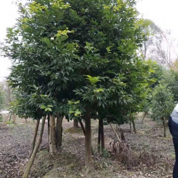 成都天竺桂大批量批發(fā)