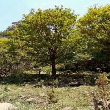 成都元寶楓基地直供處理價格