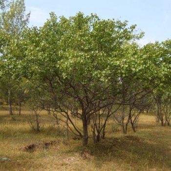 成都山杏苗圃基地價格