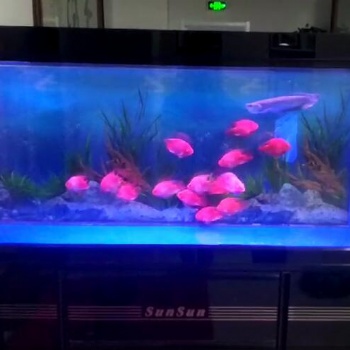 濟(jì)南高新區(qū)舜泰廣場(chǎng)魚(yú)缸消毒
