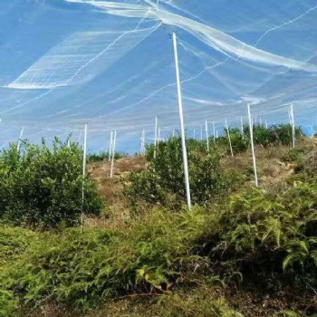 全新料的臍橙網批發結實的絲網加寬的果樹網批發定做紗網