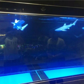 海獅表演租賃全國展演