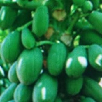 臺灣（臺農7號）木瓜苗