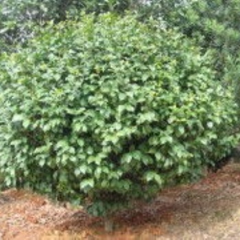 湖南瀏陽花木茶花價格四季紅苗圃基地茶花批發價格