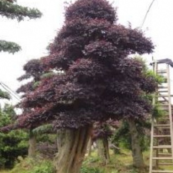 湖南瀏陽紅花繼木價格四季紅苗圃基地紅花繼木批發價格