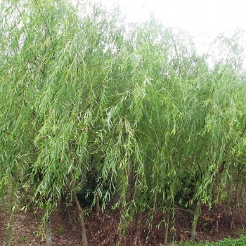湖南瀏陽垂柳價格四季紅苗圃基地垂柳批發價格