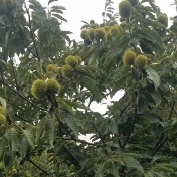 板栗苗，嫁接板栗苗，油板栗苗，大紅袍板栗苗，毛板栗苗