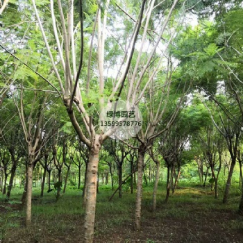 精品苗木米徑10公分藍花楹價格優(yōu)惠產地直供