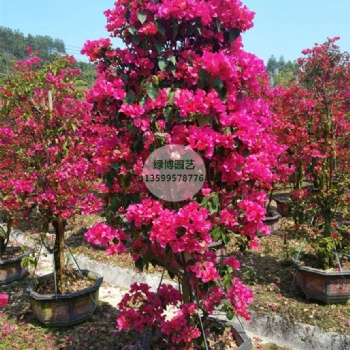 四季紅三角梅盆景高度50cm長期供應規格齊全