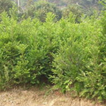 湖南瀏陽綠化苗木法紅豆杉價格四季紅苗圃基地紅豆杉批發(fā)價格