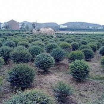 湖南瀏陽綠化苗木龜甲冬青杉價格四季紅苗圃基地龜甲冬青批發(fā)價格