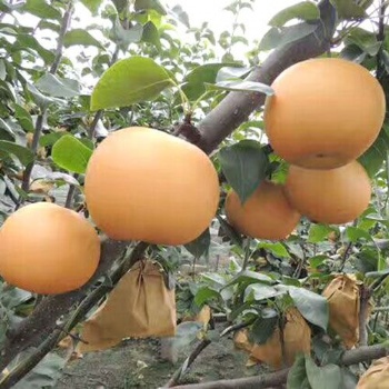 高產梨、高產甜梨苗、秋月梨樹苗、晚秋黃梨苗、早酥紅梨苗