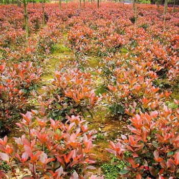 湖南瀏陽綠化苗木紅葉石楠價格湖南四季紅苗圃基地紅葉石楠批發(fā)價格