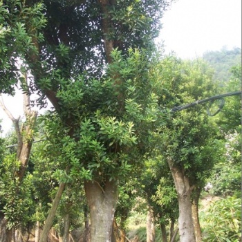 湖南瀏陽綠化苗木花木楊梅價格四季紅苗圃基地楊梅批發(fā)價格