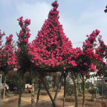 紫薇花亭園藝 亭子造型骨架 紫薇綠化風景