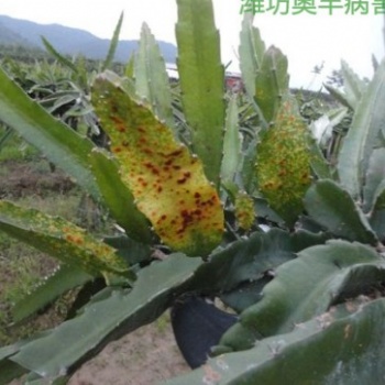 火龍果凍害的防治辦法 潰腐靈有機農藥批發