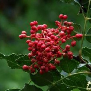 臨沂花椒苗、大紅袍花椒苗產地批發