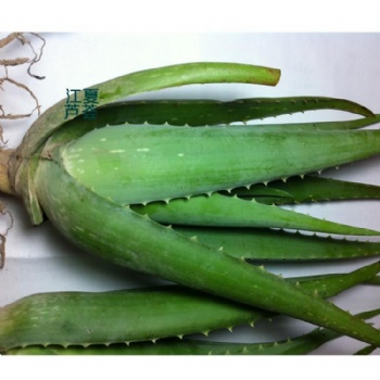 供應(yīng)美國(guó)庫(kù)拉索蘆薈美容院灌膚可食用老蘆薈大棵