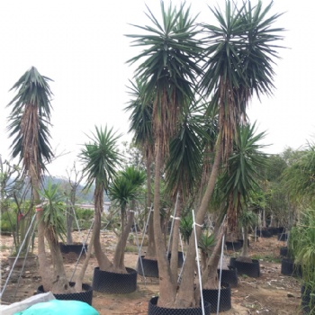 象腳絲蘭 龍舌蘭科巨絲蘭室內(nèi)外觀賞多頭荷蘭鐵植物 無刺絲蘭多桿