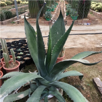 大型巨龍龍舌蘭多肉植物稀有品種 戶外庭院大小型景觀盆栽 赤牙龍