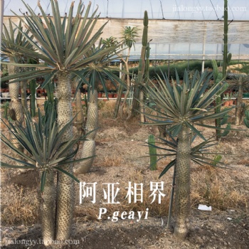 亞阿相界 夾竹桃科棒槌樹屬 阿亞相界 塊根多肉 不是非洲霸王樹