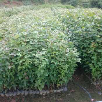 楓香袋苗 楓香容器苗 楓香杯苗