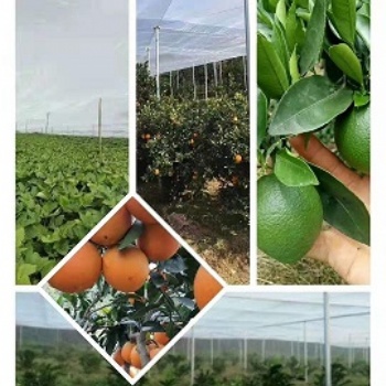 臍橙種植防蟲網(wǎng)罩防木虱加厚加密大款易拼接易清潔