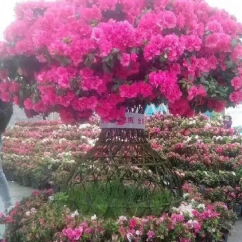 紫薇花瓶 北美海棠 園林造型景觀 園林工程 景觀綠化