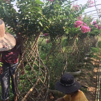 開遠園藝紫薇造型花瓶樹 紅花紫薇