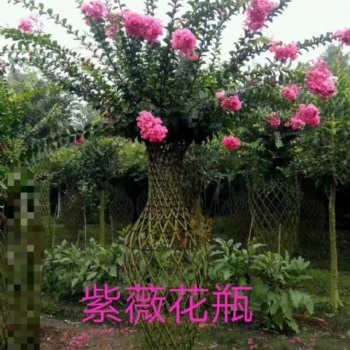 紫薇花瓶產(chǎn)地 紫薇造型 園林綠化景觀樹