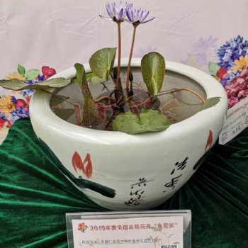 睡蓮種苗-盆栽睡蓮苗，盆栽睡蓮批發