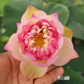 觀賞荷花苗，荷花種苗，觀賞荷花種子