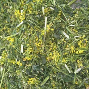 黃花草木樨寧夏產地供應 草木樨哪里有 草木樨原料價格