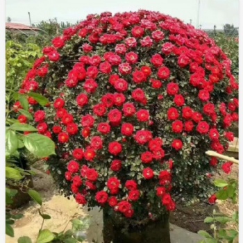 藤本月季花球造型園藝骨架制作藤本植物園藝