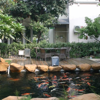 杭州錦鯉魚出售、魚池過濾建設
